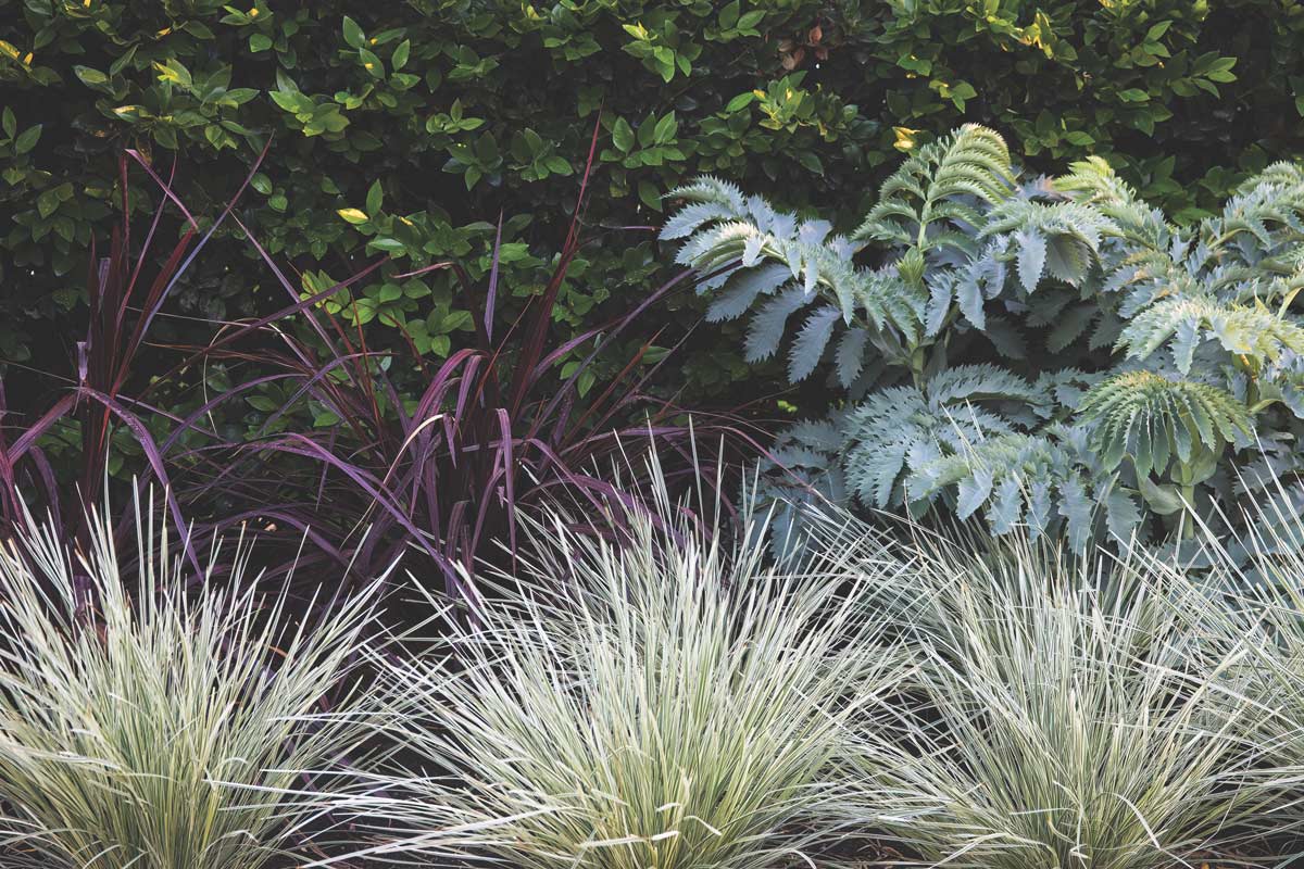 A throng of plants in a variety of greens and purple. 